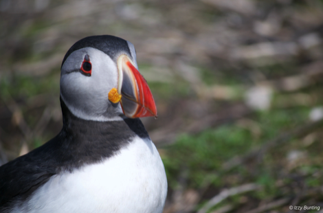 Puffin, Inner Farne, Northumberland